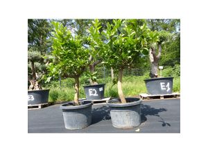 4251740114977 - Citrus Reticulata Bonsai Mandarinenbaum Mandarine Zitruspflanze 130 - 150 cm