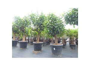 4251740115011 - Zitrus Zitronenbaum Zitrone Citrus Limon Limone 170 - 210 cm Zitruspflanze