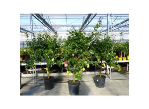 4251740115028 - Zitrus Zitronenbaum Zitrone Citrus Limon Limone 170 - 200 cm Zitruspflanze