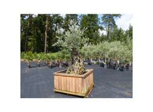 4251740115516 - Olivenbaum OL1 Olive 210 cm hoch Olea Europaea im Kiefernholzkübel alt urig knorrig winterhart