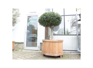 4251740116476 - Olivenbaum 170cm im achteckigem Holzkübel Bonsai Formgehölz  winterhart