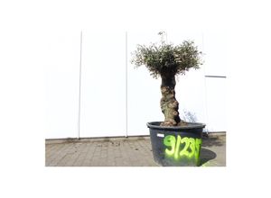 4251740117114 - exakt dieser Baum Nr 9 235 163 cm Olivenbaum knorrige alte urige Olive winterhart