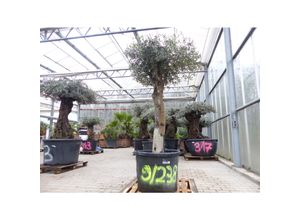 4251740117220 - exakt dieser Baum Nr 9 238 210 cm Olivenbaum knorrige alte urige Olive winterhart