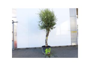 4251740117282 - exakt dieser Baum Nr 9 2312 240 cm Olivenbaum knorrige alte urige Olive winterhart