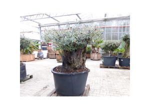 4251740117459 - exakt dieser Baum Nr 318 180 cm Olivenbaum Bonsai knorrige alte urige Olive winterhart