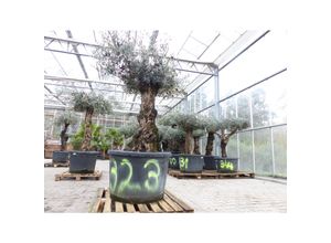 4251740117541 - exakt dieser Baum Nr 323 186 cm Olivenbaum Bonsai knorrige alte urige Olive winterhart