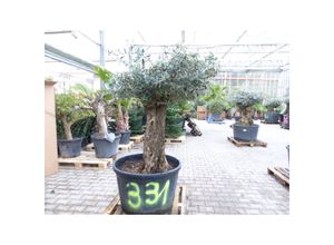 4251740117763 - exakt dieser Baum Nr 331 170 cm Olivenbaum Bonsai knorrige alte urige Olive winterhart