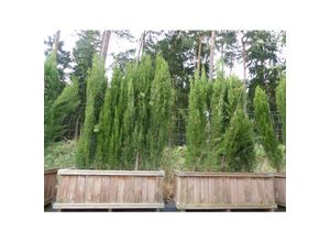 4251740118241 - Angebot Toskana Totem (Cupressus sempervirens) Fertighecke 210 cm hoch im Holzkübel Hecke winterhart