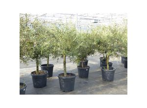 4251740118340 - Olivenbaum 15 Jahre Olive Angebot 150 - 170 cm beste Qualität winterhart Olea Europaea