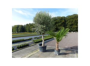 4251740118357 - Olivenbaum + XXL Palme im Set beste Qualität winterhart Trachycarpus Olive