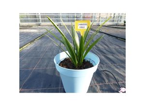 4251740118746 - Palme 40 - 45 cm chamaerops - Humilis Europäische Zwergpalme winterhart bis -14°C