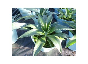 4251740118852 - Agave Fourcroydes 30 - 45 cm Weibersisal Henequen Agave