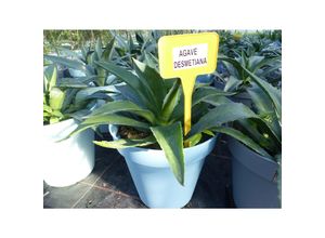 4251740118883 - Agave-Desmetiana-35-45-cm Winterhard - 5 Grad