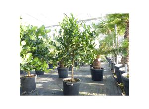 4251740119378 - Citrus Hystrix Papeda Combava 180 cm Kaffirlimette Kaffernlimette Zitruspflanze