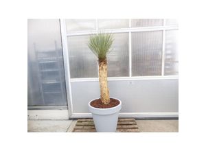 4251740119835 - Yucca Rostrata Mexico Palme 170 cm Stamm 78 cm winterhart