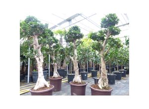 4251740120183 - Ficus Ginseng XXL Bonsai 160 - 200 cm Feng Shui ca 16 Jahre alt chinesische Feige