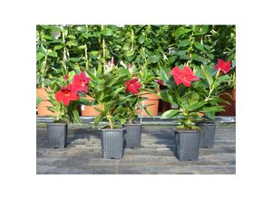 4251740120275 - 10er set Dipladenia RIO 25-30 cm ROT Dipladenie Sundeville für Kübel + Beet Mandevilla Sommerblüher Dauerblüher 7x7