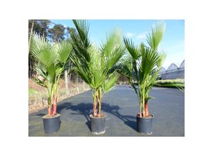 4251740120305 - Palmengruppe 2-4 Stämme 170-200- cm Washingtonia Robusta mehrstämmig Petticoat Palme