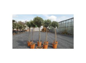 4251740120312 - Olivenbaum Olive 110 - 140 cm Hochstamm beste Qualität winterhart