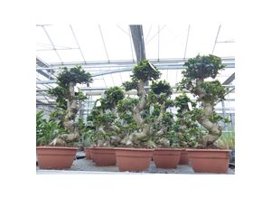 4251740120350 - Ficus Ginseng Bonsai 85 - 95 cm Feng Shui Zimmerpflanze in Bonsaischale