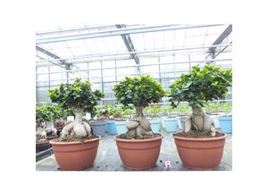 4251740120367 - Ficus Ginseng Bonsai 50 - 60 cm Feng Shui Zimmerpflanze in Bonsaischale