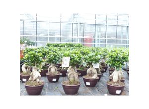 4251740120374 - Ficus Ginseng Bonsai 43 - 45 cm Feng Shui Zimmerpflanze in Bonsaischale