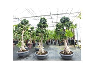 4251740120398 - Ficus Ginseng Bonsai 180 - 160 cm Feng Shui Zimmerpflanze in Bonsaischale