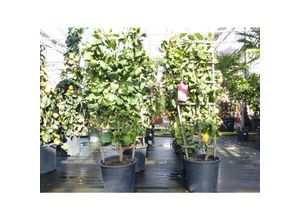 4251740120480 - Spalier Zitrone 160 cm Citrus Limon am Spalier Zitronenbaum Zitrus