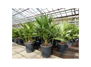 4251740120534 - Palme Vulcano 80 cm Zwergpalme Chamaerops Humilis winterhart bis -12°C