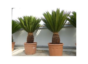 4251740120541 - Mega Palmfarn 150 - 180 cm Cycas Revoluta bis 50 Wedel Sagopalme Palme innen + außen