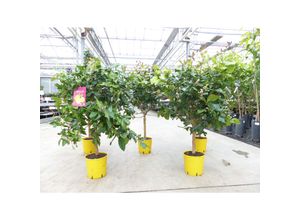 4251740120565 - PREMIUM echter Zitronenbaum extra viele Blüten   Früchte Zitrone Citrus Limon 80 - 100 cm Zitruspflanze