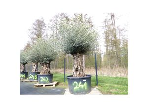 4251740120718 - exakt dieser Baum Nr 241 250cm Olivenbaum Bonsai knorrige alte urige Olive winterhart