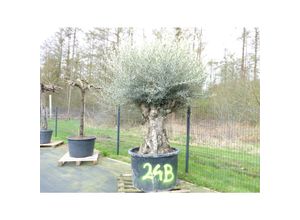 4251740120749 - exakt dieser Baum Nr 24B 250 cm Olivenbaum Bonsai knorrige alte urige Olive winterhart