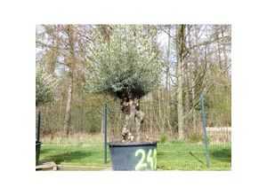 4251740120794 - exakt dieser Baum Nr 247 250 cm Olivenbaum Bonsai knorrige alte urige Olive winterhart