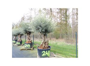 4251740120800 - exakt dieser Baum Nr 248 240 cm Olivenbaum Bonsai knorrige alte urige Olive winterhart