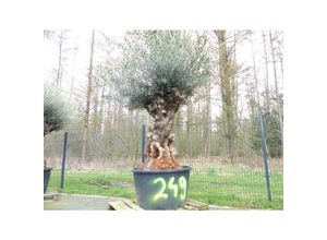 4251740120824 - exakt dieser Baum Nr 249 250 cm Olivenbaum Bonsai knorrige alte urige Olive winterhart