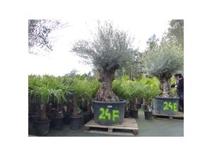 4251740120855 - exakt dieser Baum Nr 24F 270 cm Olivenbaum Bonsai knorrige alte urige Olive winterhart