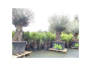 4251740120862 - exakt dieser Baum Nr 24F 270 cm Olivenbaum Bonsai knorrige alte urige Olive winterhart