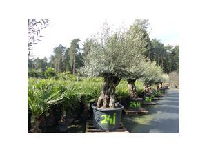 4251740120893 - exakt dieser Baum Nr 24I 280 cm Olivenbaum Bonsai knorrige alte urige Olive winterhart