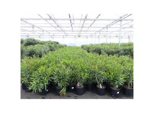 4251740120916 - Oleander Premiumqualität 80 - 100 cm Busch Nerium Krone Ø40-60 cm Rosenlorbeer Premium rot rosa oder weiß