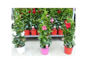 4251740120923 - Dipladenia 70 - 80 cm Dipladenie Sundeville Pyramide rot weiß rosa Sommerblüher Dauerblüher