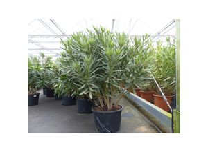 4251740120930 - Oleander Premiumqualität 100 - 120 cm Busch Nerium Krone Ø80-120 cm Rosenlorbeer Premium rot rosa oder weiß