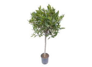 4251740121005 - Gewürzlorbeer XXL Stamm Laurus nobilis 150-180 cm echter Lorbeer Kräuter Pflanze Kräuterküche