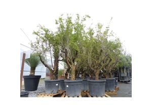 4251740121029 - XL Punica Granatum 180-200 cm Granatapfelbaum Obstbaum Obst