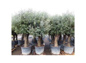 4251740121036 - Premium Olivenbaum 220-260 cm buschige Krone Fruchtstände winterharte Olive Olea europaea