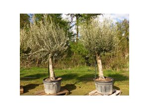 4251740121227 - Premium Olivenbaum 250-280 cm buschige Krone Fruchtstände winterharte Olive Olea europaea