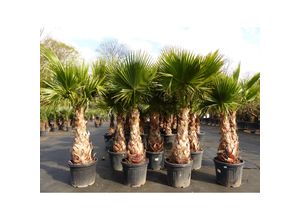 4251740121241 - Washingtonia Robusta Premium 190-200 cm XXL Stamm 80-90 cm Petticoat Palme winterhart