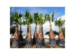 4251740121258 - Washingtonia Robusta Premium 250-300 cm XXL Stamm 125-150 cm Petticoat Palme winterhart