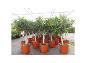 4251740121388 - Oleander Premium XL Stamm 100 - 115 cm Nerium Premiumqualität Rosenlorbeer rot oder rosa