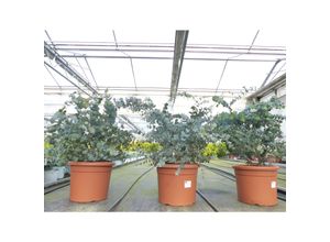 4251740121432 - Eucalyptus Cinerea PREMIUM Eukalyptusbaum 70 - 85 cm Pflanze winterhart